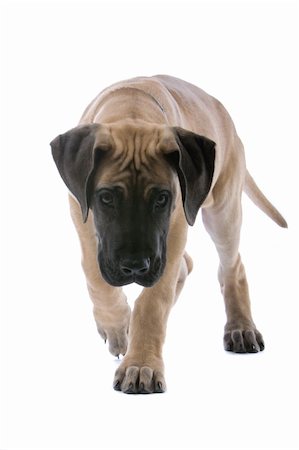 simsearch:400-05739781,k - great dane puppy dog isolated on a white background Stockbilder - Microstock & Abonnement, Bildnummer: 400-04000259