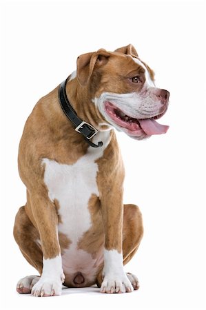 simsearch:400-04000242,k - Renaissance Bulldog dog isolated on a white background. looking to the left Foto de stock - Super Valor sin royalties y Suscripción, Código: 400-04000250