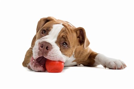simsearch:400-04853999,k - Renaissance Bulldog dog isolated on a white background.playing with a red ball Foto de stock - Super Valor sin royalties y Suscripción, Código: 400-04000251