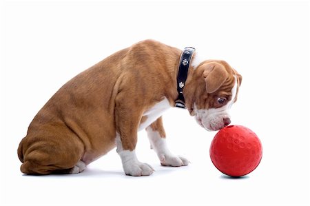 simsearch:400-04853999,k - Renaissance Bulldog dog isolated on a white background.playing with a red ball Foto de stock - Super Valor sin royalties y Suscripción, Código: 400-04000253