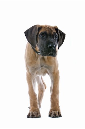 simsearch:400-05739781,k - great dane puppy dog isolated on a white background Stockbilder - Microstock & Abonnement, Bildnummer: 400-04000260