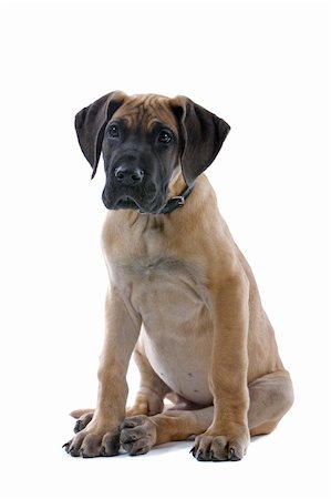simsearch:400-05739781,k - great dane puppy dog isolated on a white background Stockbilder - Microstock & Abonnement, Bildnummer: 400-04000261