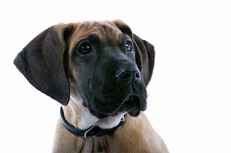 simsearch:400-05739781,k - great dane puppy dog isolated on a white background Stockbilder - Microstock & Abonnement, Bildnummer: 400-04000262