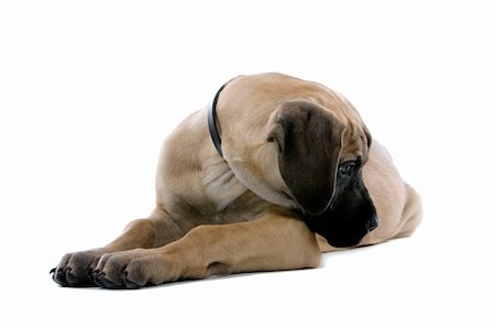 simsearch:400-05739781,k - great dane puppy dog isolated on a white background Stockbilder - Microstock & Abonnement, Bildnummer: 400-04000263