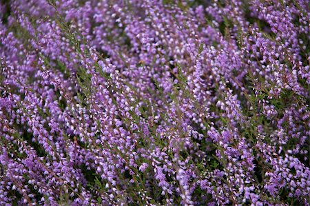 simsearch:400-05162269,k - Beautiful heather in august, placed diagonally. Stock Photo - Budget Royalty-Free & Subscription, Code: 400-04000277