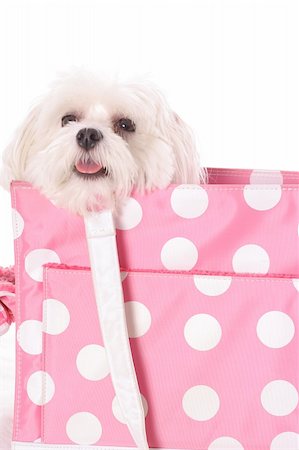adorable dog in purse Stock Photo - Budget Royalty-Free & Subscription, Code: 400-04000394