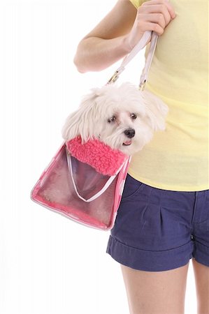 mom carrying pooch in purse Stock Photo - Budget Royalty-Free & Subscription, Code: 400-04000395