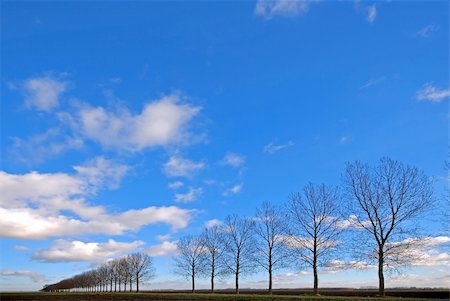 simsearch:400-07294681,k - Line of trees through a meadow under a cloudy blue sky Photographie de stock - Aubaine LD & Abonnement, Code: 400-04000457