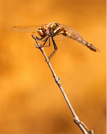 simsearch:400-06560180,k - Dragonfly resting on a branch above a pond with a softly blurred background. Stock Photo - Budget Royalty-Free & Subscription, Code: 400-04000485