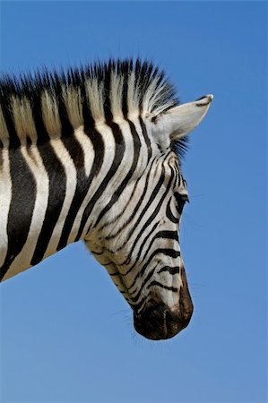 simsearch:400-04348140,k - Portrait of a Plains (Burchells) Zebra (Equus quagga), Mokala National Park, South Africa Foto de stock - Royalty-Free Super Valor e Assinatura, Número: 400-04000515
