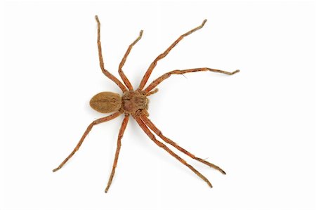 simsearch:400-04645267,k - A hairy African rain spider (Palystes spp.) on white Stock Photo - Budget Royalty-Free & Subscription, Code: 400-04000516