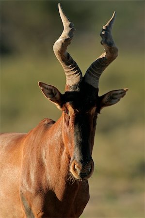 simsearch:400-06521553,k - Portrait of a red hartebeest (Alcelaphus buselaphus) , Kalahari desert, South Africa Stock Photo - Budget Royalty-Free & Subscription, Code: 400-04000517