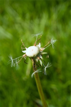 blown to tell the time, a dandilion seed head with just a few seeds left. Stock Photo - Budget Royalty-Free & Subscription, Code: 400-04000544