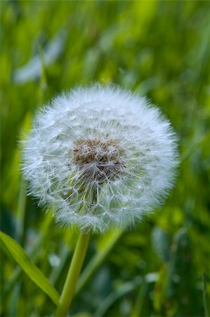 Dandilion Clock Seed head, blow it to tell the time Stock Photo - Budget Royalty-Free & Subscription, Code: 400-04000545