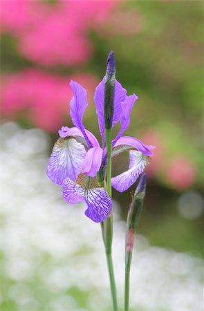 simsearch:400-06073508,k - close-up of lonely iris, shallow DOF Photographie de stock - Aubaine LD & Abonnement, Code: 400-04000615