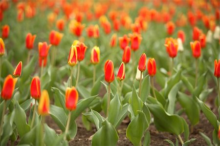 simsearch:400-05118067,k - Lawn with red tulips Stock Photo - Budget Royalty-Free & Subscription, Code: 400-04000648