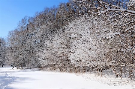 simsearch:400-04014691,k - Winter landscape of a sunny forest covered with snow Stock Photo - Budget Royalty-Free & Subscription, Code: 400-04000939
