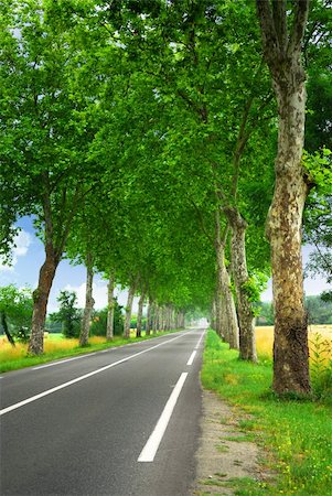 simsearch:400-04000933,k - Country road lined with sycamore trees in southern France Stock Photo - Budget Royalty-Free & Subscription, Code: 400-04000930