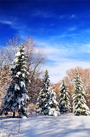 simsearch:400-04014691,k - Winter landscape of a sunny forest after a heavy snowfall Stock Photo - Budget Royalty-Free & Subscription, Code: 400-04000944