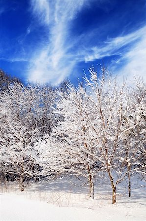 simsearch:400-03987371,k - Winter landscape of a sunny forest after a heavy snowfall Foto de stock - Super Valor sin royalties y Suscripción, Código: 400-04000940