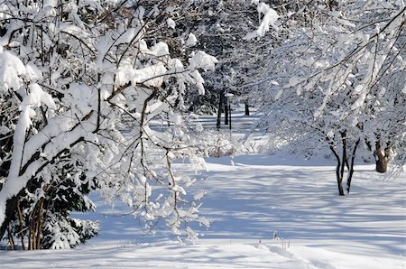simsearch:400-04014691,k - Winter landscape of a sunny park after a heavy snowfall Stock Photo - Budget Royalty-Free & Subscription, Code: 400-04000941