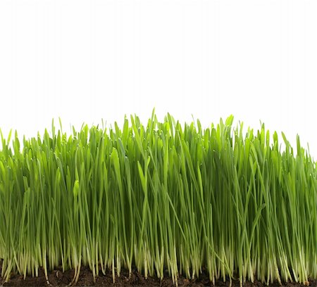 simsearch:400-05744585,k - green fresh grass with dirt on white background Stock Photo - Budget Royalty-Free & Subscription, Code: 400-04000952
