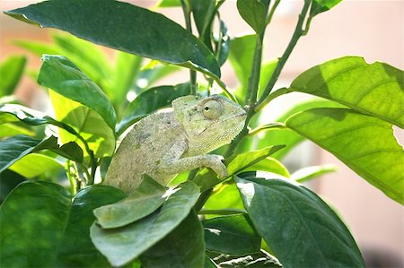 simsearch:400-04000990,k - Lazy chameleon in the tree in Cyprus. Stock Photo - Budget Royalty-Free & Subscription, Code: 400-04000990