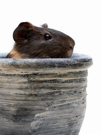 Black guinea pig looking out from a clay pot Stock Photo - Budget Royalty-Free & Subscription, Code: 400-04001058