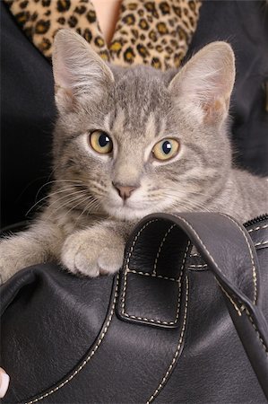 simsearch:400-04001073,k - kitten in bag with fur Photographie de stock - Aubaine LD & Abonnement, Code: 400-04001078