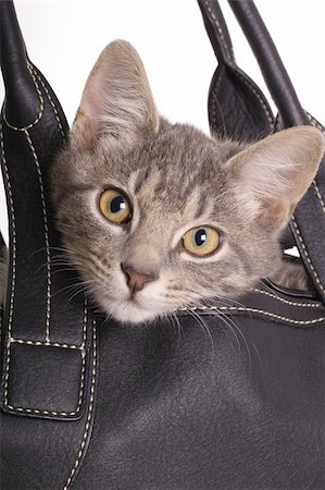 simsearch:400-04001073,k - kitten in bag Stock Photo - Budget Royalty-Free & Subscription, Code: 400-04001079