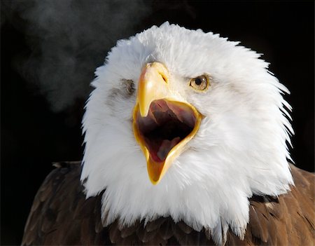 serre (oiseau) - Close-up picture of a Screaming American Bald Eagle Photographie de stock - Aubaine LD & Abonnement, Code: 400-04001254