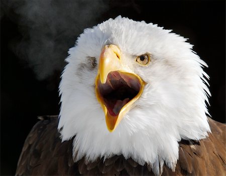 Close-up picture of a Screaming American Bald Eagle Stock Photo - Budget Royalty-Free & Subscription, Code: 400-04001254