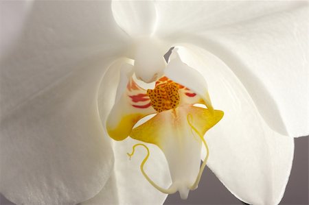simsearch:400-04632547,k - Beautiful White Macro Orchid Flower Blossom. Foto de stock - Super Valor sin royalties y Suscripción, Código: 400-04001396