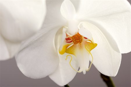 simsearch:400-04385202,k - Beautiful White Macro Orchid Flower Blossom. Foto de stock - Super Valor sin royalties y Suscripción, Código: 400-04001397