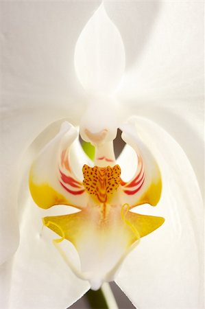 simsearch:400-04385202,k - Beautiful White Macro Orchid Flower Blossom. Foto de stock - Super Valor sin royalties y Suscripción, Código: 400-04001398