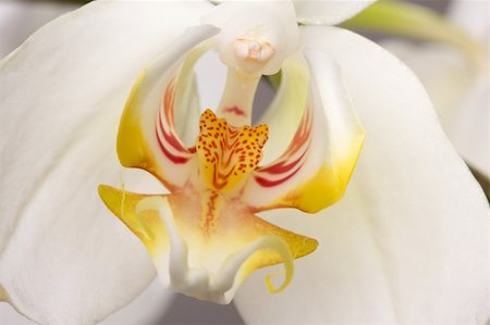 simsearch:400-04632547,k - Beautiful White Macro Orchid Flower Blossom. Foto de stock - Super Valor sin royalties y Suscripción, Código: 400-04001399