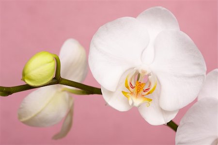 simsearch:400-08413839,k - Beautiful White Macro Orchid Flower Blossoms on Pink. Foto de stock - Super Valor sin royalties y Suscripción, Código: 400-04001407