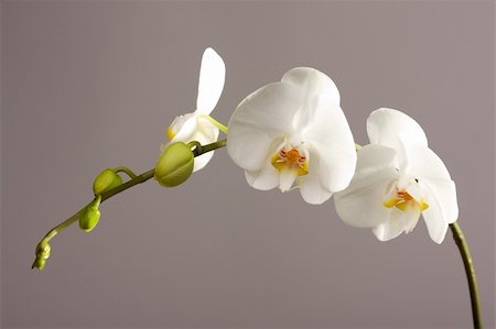 simsearch:400-04385202,k - Beautiful White Orchid Branch Blossoms. Foto de stock - Super Valor sin royalties y Suscripción, Código: 400-04001400