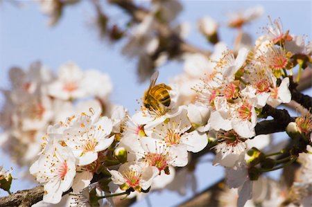 Bee enjoying the Spring Blossom on a Plum Tree, Haumoana, Hawke's Bay, New Zealand Stock Photo - Budget Royalty-Free & Subscription, Code: 400-04001435