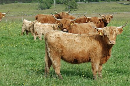 Herd of Highland cows Stock Photo - Budget Royalty-Free & Subscription, Code: 400-04001442