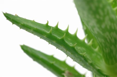 simsearch:400-06128310,k - Close up of aloe vera leaves in isolated white background Stock Photo - Budget Royalty-Free & Subscription, Code: 400-04001565