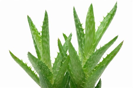 simsearch:400-06128310,k - Close up of aloe vera in isolated white background Stock Photo - Budget Royalty-Free & Subscription, Code: 400-04001566