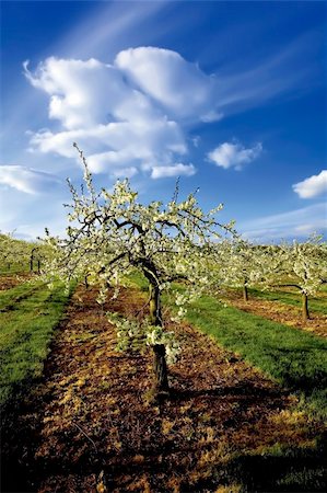 blossom apple orchards vale of evesham worcestershire Stock Photo - Budget Royalty-Free & Subscription, Code: 400-04001654