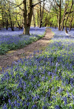 simsearch:862-06676669,k - bluebells in wood green leaves trees behind Photographie de stock - Aubaine LD & Abonnement, Code: 400-04001651