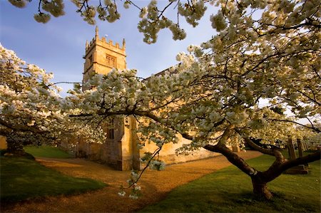 Trees in blossom at overbury church worcestershire. Foto de stock - Super Valor sin royalties y Suscripción, Código: 400-04001653