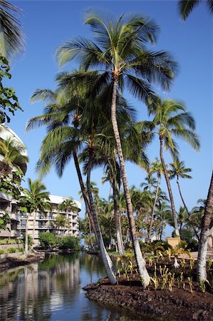 pic palm tree beach big island - A tropical resort on Big Island, Hawaii Photographie de stock - Aubaine LD & Abonnement, Code: 400-04002326