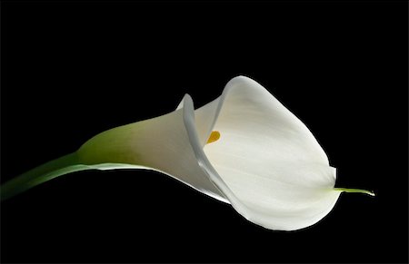 simsearch:400-05216412,k - Beautiful white calla lilly isolated on black Photographie de stock - Aubaine LD & Abonnement, Code: 400-04002601