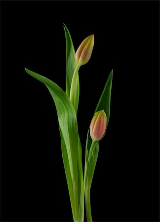 simsearch:400-06356460,k - Two red-orange tulips isolated on black Foto de stock - Super Valor sin royalties y Suscripción, Código: 400-04002602