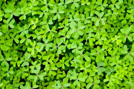 fotosintesi - Clover clover all around Fotografie stock - Microstock e Abbonamento, Codice: 400-04003223