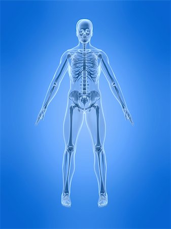simsearch:400-05715953,k - 3d rendered anatomy illustration of a human skeleton - front side Stock Photo - Budget Royalty-Free & Subscription, Code: 400-04003509